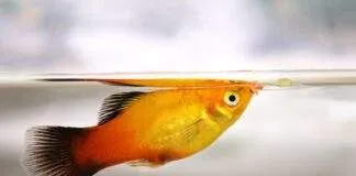 Platy Beaucoup de charme et des inconvénients