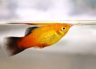 Platy Beaucoup de charme et des inconvénients