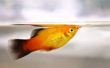 Platy Beaucoup de charme et des inconvénients