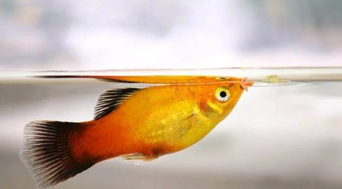 Platy : Beaucoup de charme et des inconvénients … Platy Beaucoup de charme et des inconvénients