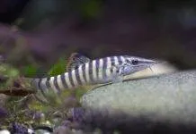 Determination des espèces du genre Syncrossus (Botia hymenophysa) Syncrossus berdmorei