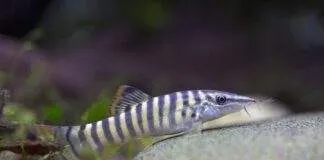 Syncrossus berdmorei