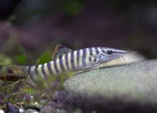 Determination des espèces du genre Syncrossus (Botia hymenophysa) Syncrossus berdmorei