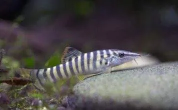 Syncrossus berdmorei