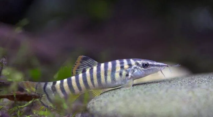 Syncrossus berdmorei