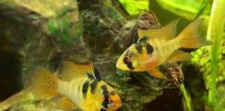 la reproduction des Mikrogéophagus ramirezi