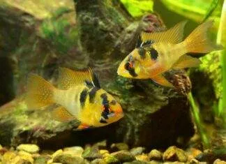 Expérience dans la reproduction des Mikrogéophagus ramirezi la reproduction des Mikrogéophagus ramirezi