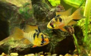 la reproduction des Mikrogéophagus ramirezi