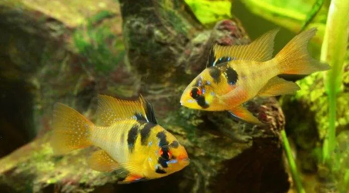 la reproduction des Mikrogéophagus ramirezi