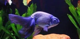 le corps d'un poisson