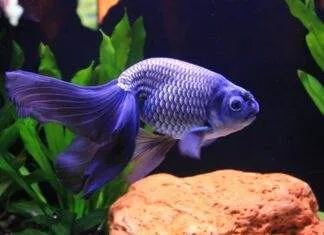 Les differentes parties externes d’un poisson et ses fonctions le corps d'un poisson