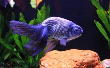 le corps d'un poisson