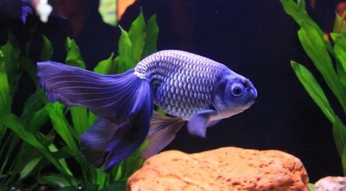 le corps d'un poisson