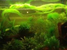 les algues vertes filamenteuses