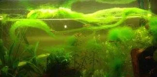 les algues vertes filamenteuses