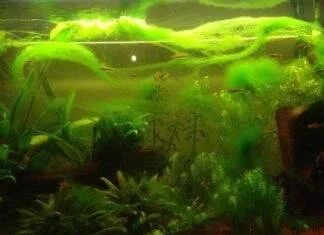 Expériences personnelles sur les algues vertes filamenteuses les algues vertes filamenteuses