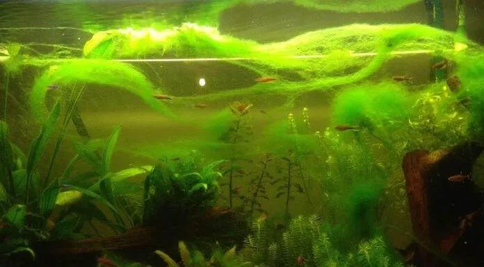 les algues vertes filamenteuses