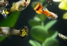 l'élevage du poisson guppy