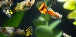 l'élevage du poisson guppy