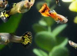 Tout savoir sur l’élevage du poisson guppy l'élevage du poisson guppy