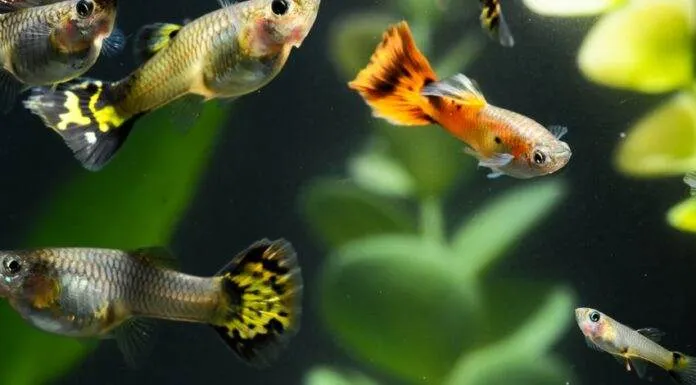 l'élevage du poisson guppy