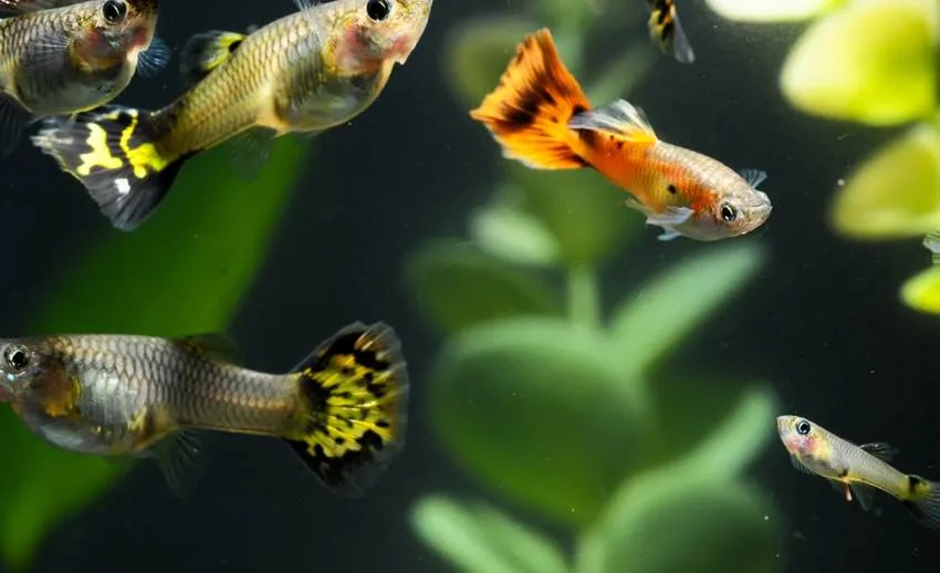 l'élevage du poisson guppy