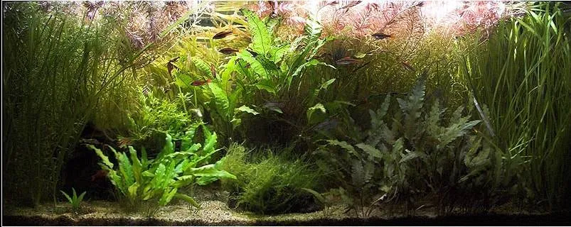 poisson combattant aquarium 180 litre