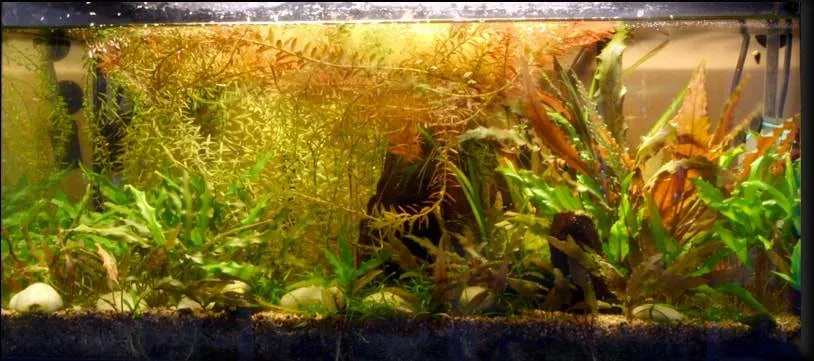 poisson combattant aquarium 54 litrs