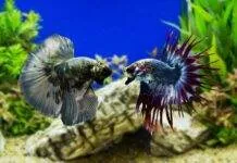 La cohabitation du poisson combattant possible ou pas ? poisson combattant cohabitation