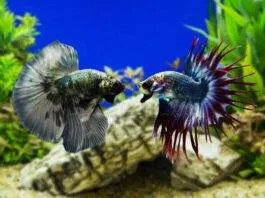 poisson combattant cohabitation