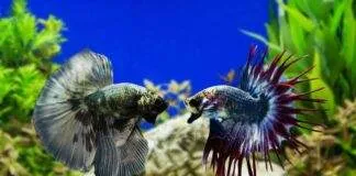 poisson combattant cohabitation