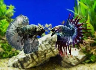 La cohabitation du poisson combattant possible ou pas ? poisson combattant cohabitation