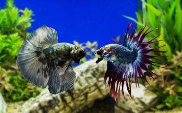 La cohabitation du poisson combattant possible ou pas ? poisson combattant cohabitation
