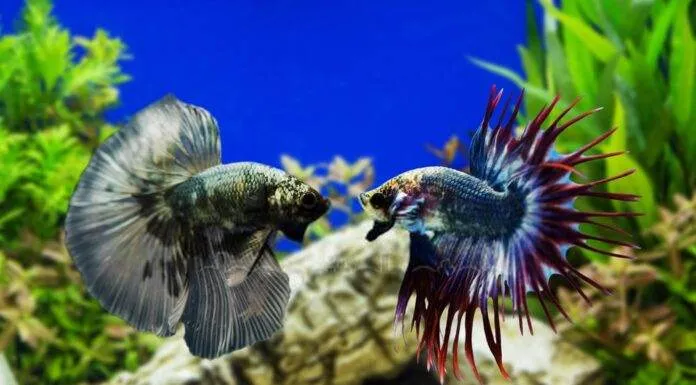 La cohabitation du poisson combattant possible ou pas ? poisson combattant cohabitation