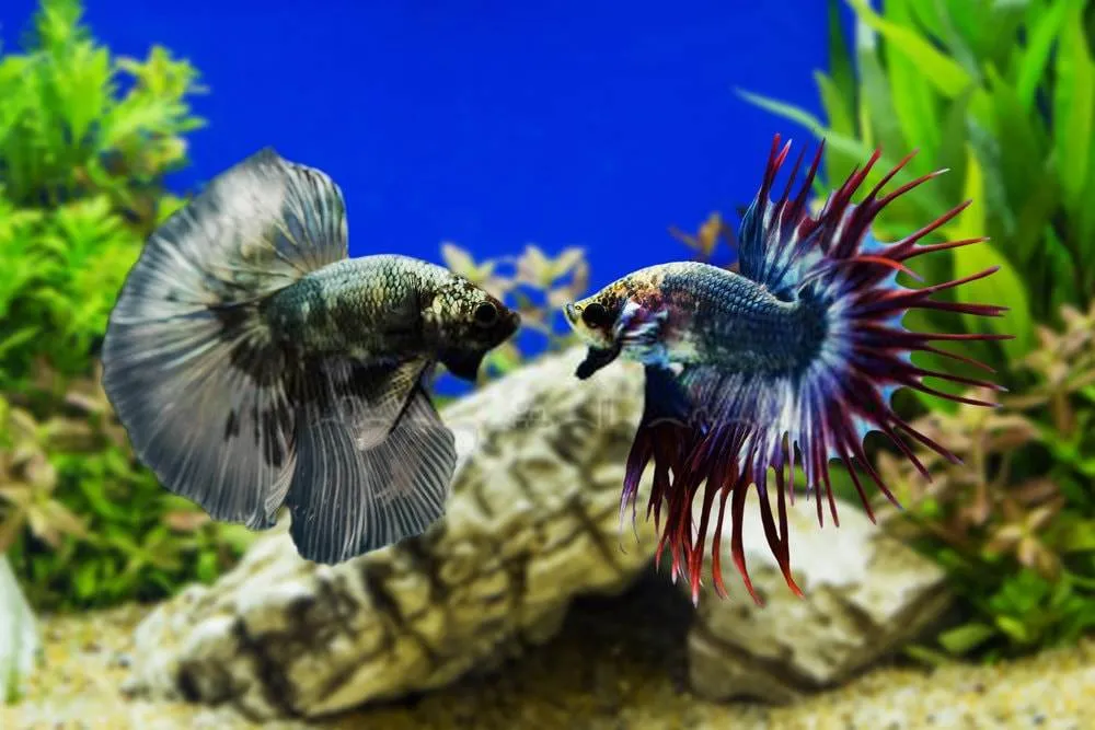 poisson combattant cohabitation