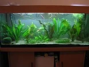 se débarrasser des algues vertes filamenteuses