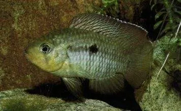 Fiche du poisson Aequidens hoehnei Aequidens hoehnei