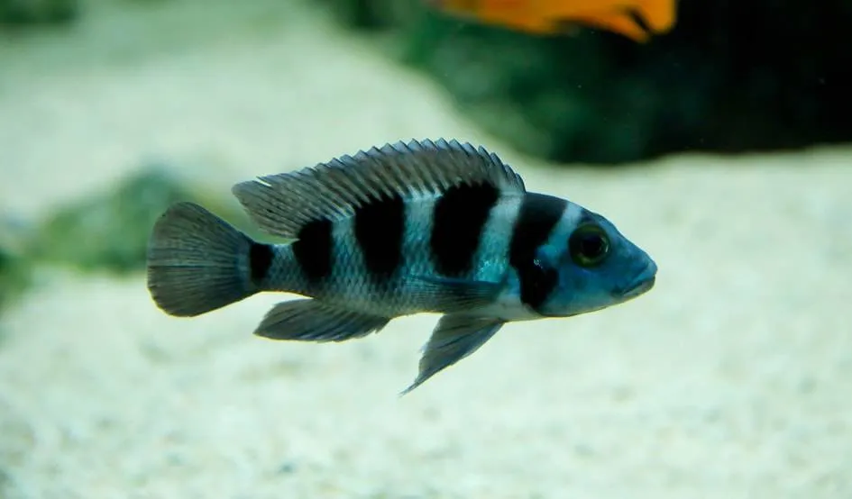 Amatitlania nigrofasciata