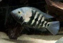 Fiche du poisson Amphilophus macracanthus Amphilophus macracanthus