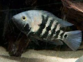 Amphilophus macracanthus