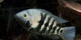 Amphilophus macracanthus