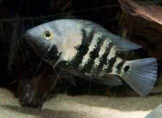 Fiche du poisson Amphilophus macracanthus Amphilophus macracanthus