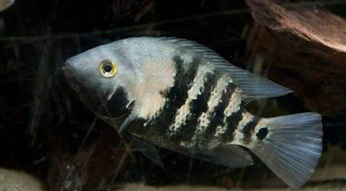 Amphilophus macracanthus