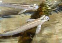 Anableps tetrophthalmus