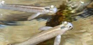 Anableps tetrophthalmus