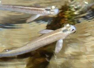 Anableps tetrophthalmus