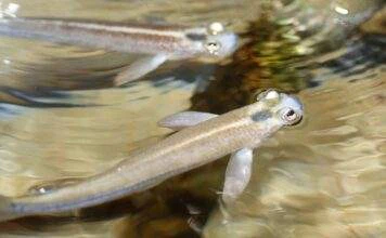 Anableps tetrophthalmus