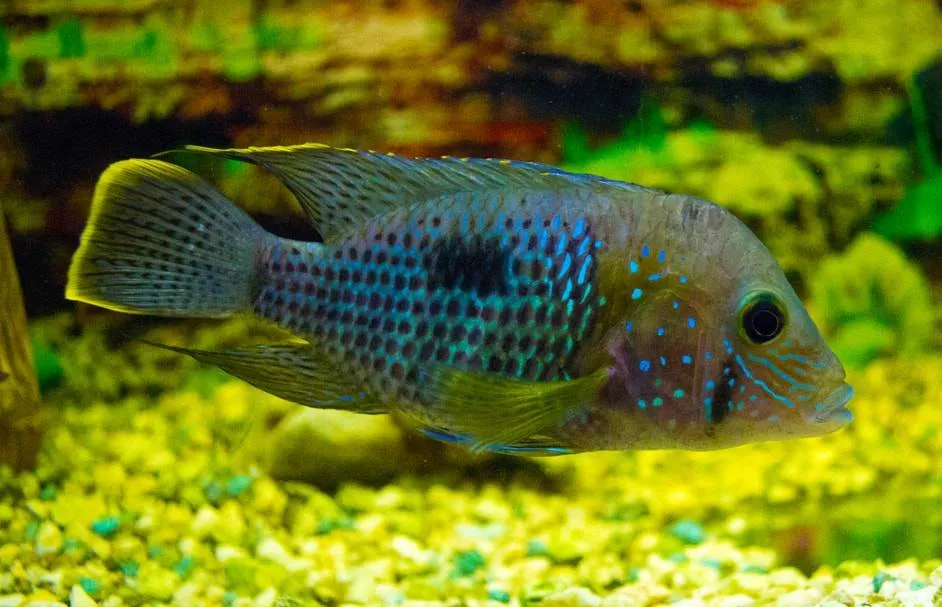 Andinoacara rivulatus