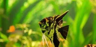 Angel Fish