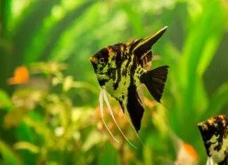 Angel Fish
